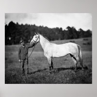 Civil War Horse, 1860s
