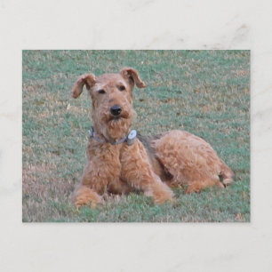 CJ- Airedale Terrier Postcard