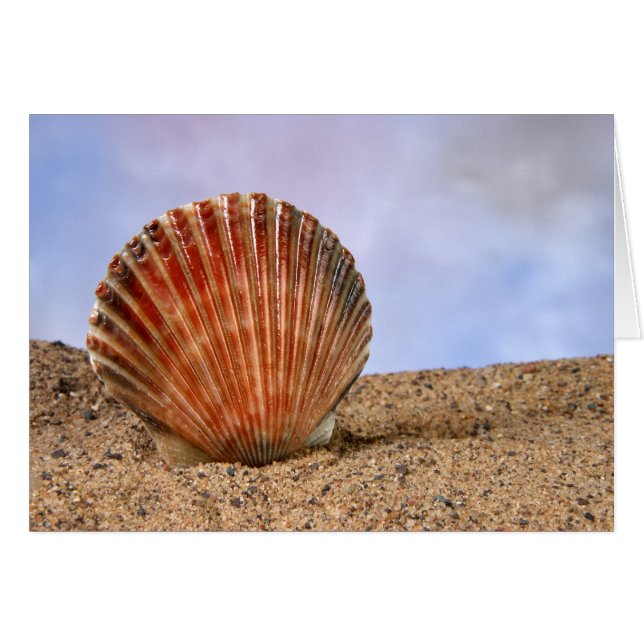 Clam shell (Front Horizontal)