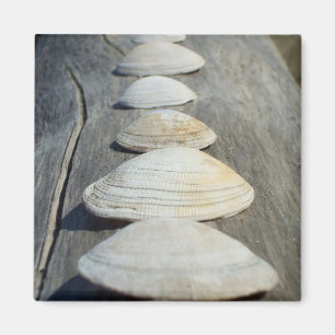 Clam Shells Magnet