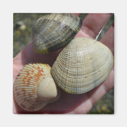 Clams et un aimant à Cockle