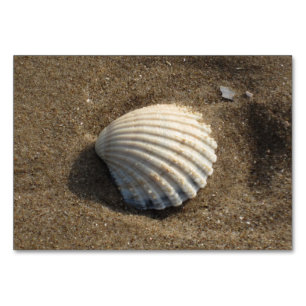 Clamshell in the sand table number