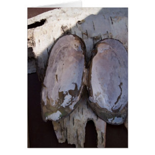 Clamshell Wings