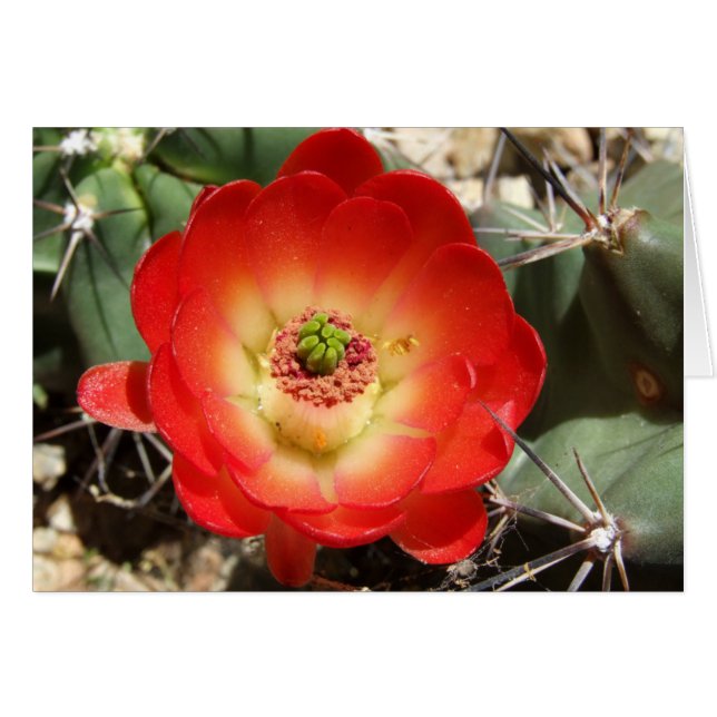 Claret Cup Cactus Blossom (Front Horizontal)