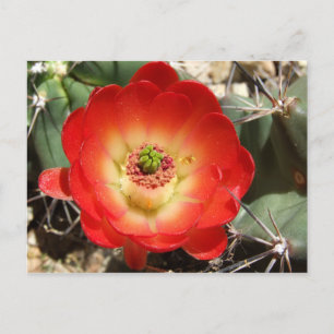 Claret Cup Cactus Blossom Postcard