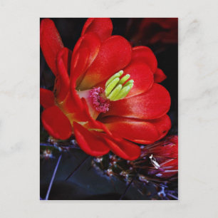 Claret cup cactus (Echinocereus triglochidiatus) Postcard