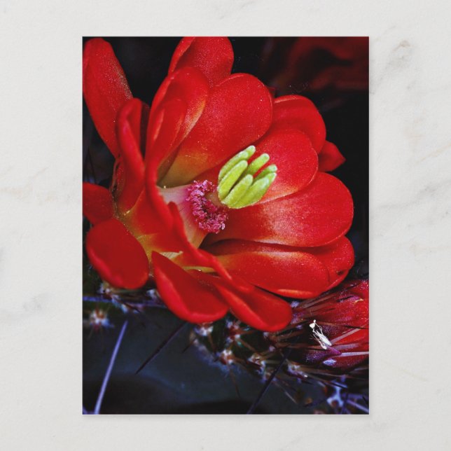 Claret cup cactus (Echinocereus triglochidiatus) Postcard (Front)