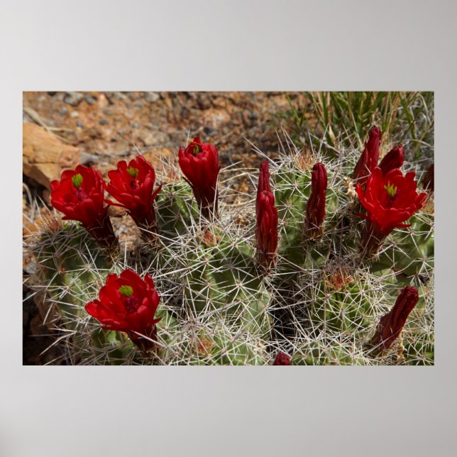 Claret Cup cactus flowers 2 Poster (Front)
