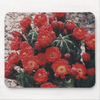 claret cup cactus mouse pad