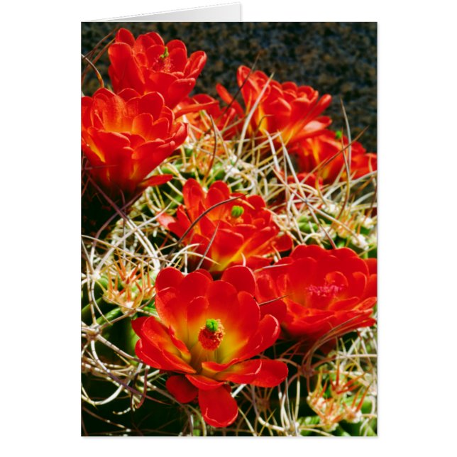 Claret Cup Cactus Wildflowers (Front)