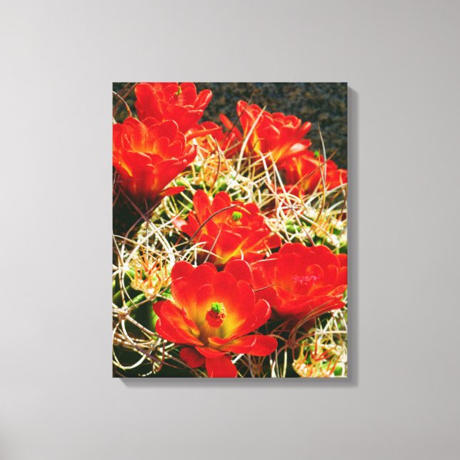 Claret Cup Cactus Wildflowers Canvas Print (Front)