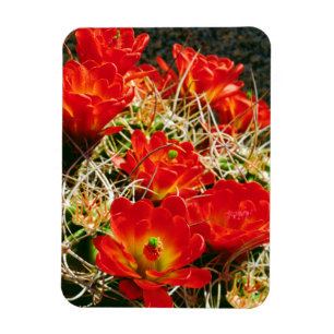 Claret Cup Cactus Wildflowers Magnet