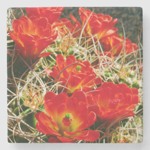 Claret Cup Cactus Wildflowers Stone Coaster