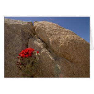 Claret cup or Mojave mound cactus in bloom
