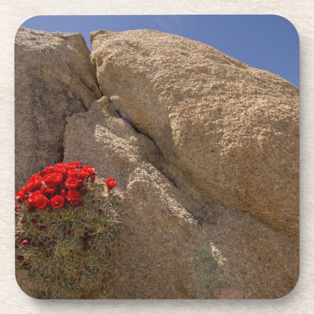 Claret cup or Mojave mound cactus in bloom Coaster (Front)