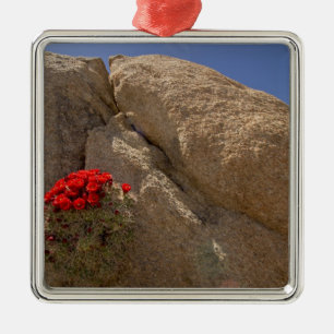 Claret cup or Mojave mound cactus in bloom Metal Ornament
