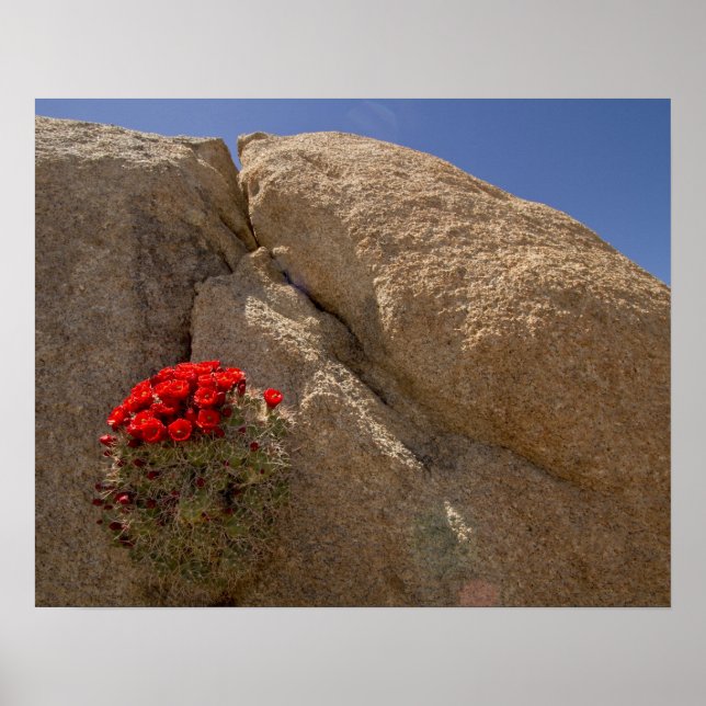 Claret cup or Mojave mound cactus in bloom Poster (Front)