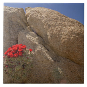 Claret cup or Mojave mound cactus in bloom Tile