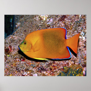 Clarion Angelfish Poster
