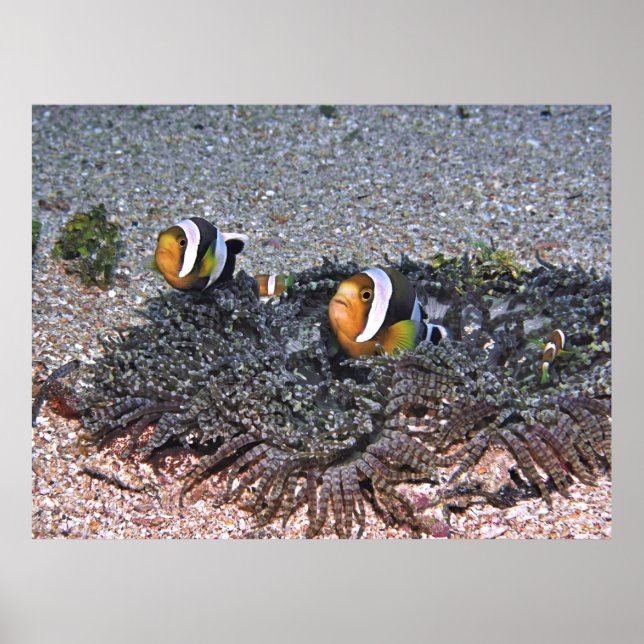 Clarke's Anenomefish Poster (Front)