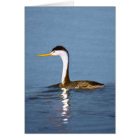 Clark's Grebe Painting - Original Bird Art