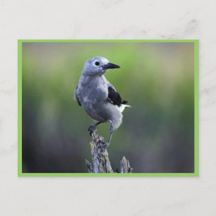 Clark's nutcracker postcard