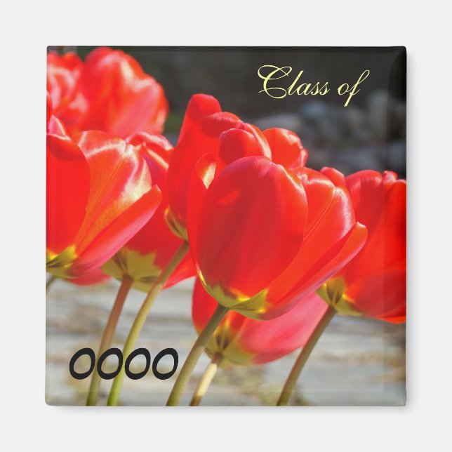 Class of School Year magnets Red Tulip Flowers (Front)