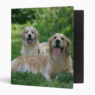 Classeur 2 chiens d'arrêt d'or s'étendant dans l'herbe