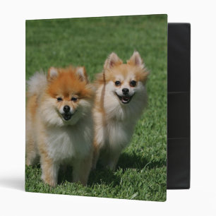 Classeur 2 Pomeranians regardant l'appareil-photo