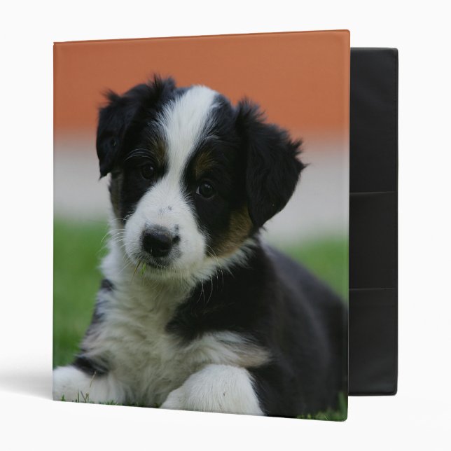 Classeur 6 semaine vieux border collie (Devant/intérieur)