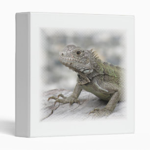 Classeur à cornes d'iguane