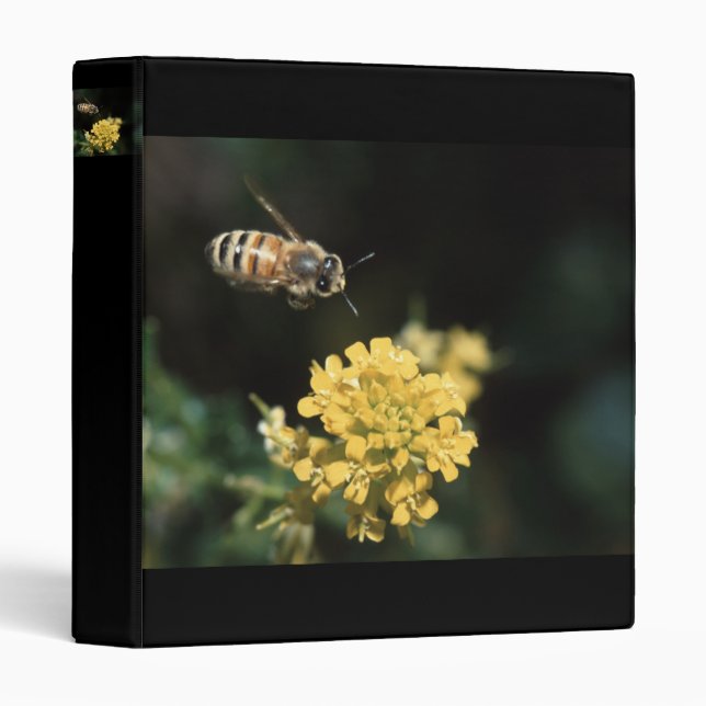 Classeur abeille (Devant/Côté)