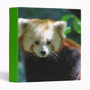 Classeur adorable de panda rouge