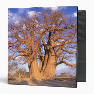 Classeur Afrique, Botswana, Delta de l'Okavango. Baobab