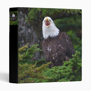 Classeur aigle criant