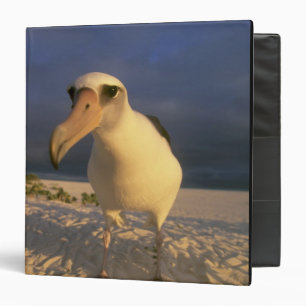 Classeur Albatros de Laysan, Diomedea immutabilis),