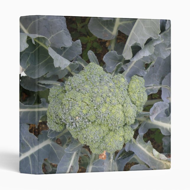 Classeur Album photo Broccoli (Devant/Côté)