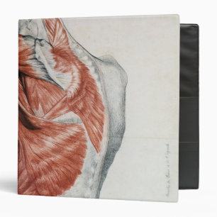 Classeur Anatomie humaine ; Muscles du torse et de l'épaul