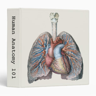 Classeur Anatomie humaine vintage Poumons Cœur Organes Sang