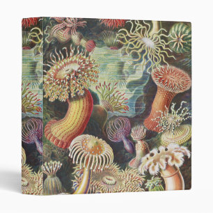 Classeur Anémones de mer, Actiniae Seeanemonen Ernst Haecke
