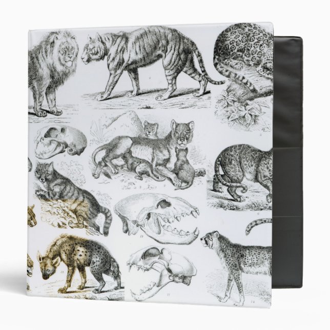 Classeur Animaux carnivores (Devant/Intérieur)