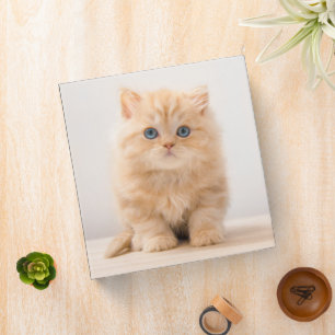 Classeur Animaux de bébés cutest A British Longhair Kitte