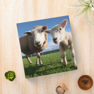 Classeur Animaux de bébés cutest Agneau nouveau-né & mama