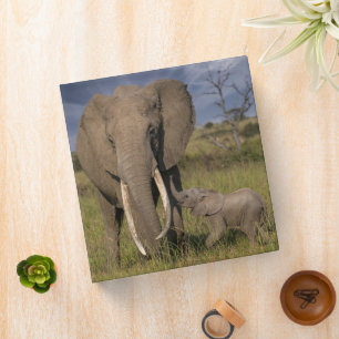 Classeur Animaux de bébés cutest Amama Elephant Avec Bébé