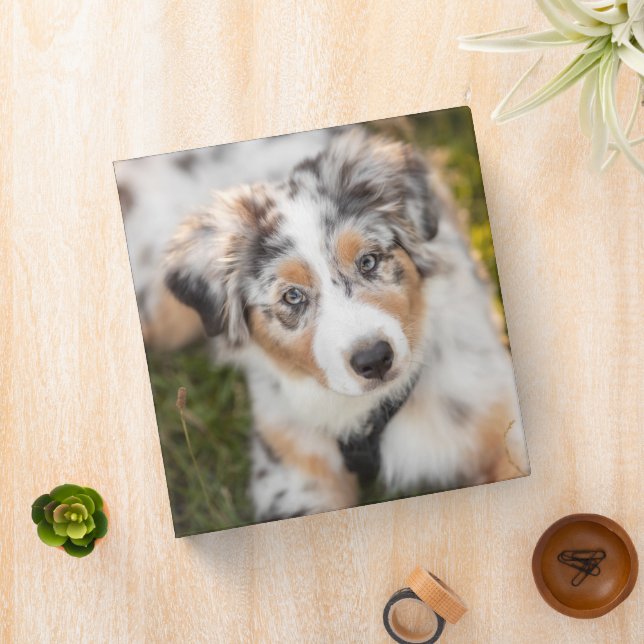 Classeur Animaux de bébés cutest | Australian Shepherd Pupp (In Situ)