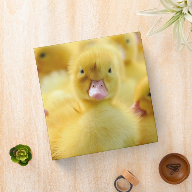 Classeur Animaux de bébés cutest | Baby Duck Group (In Situ)