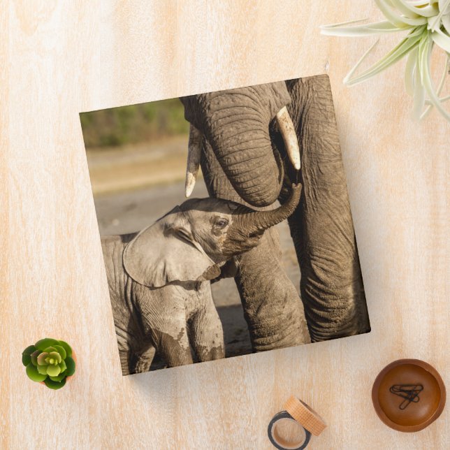 Classeur Animaux de bébés cutest | Baby Elephant & Mama (In Situ)