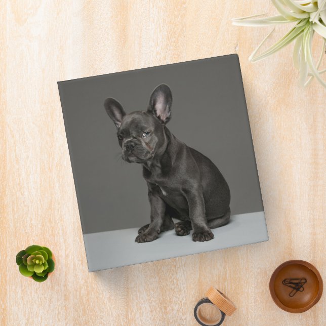 Classeur Animaux de bébés cutest | Blue French Bulldog Pupp (In Situ)