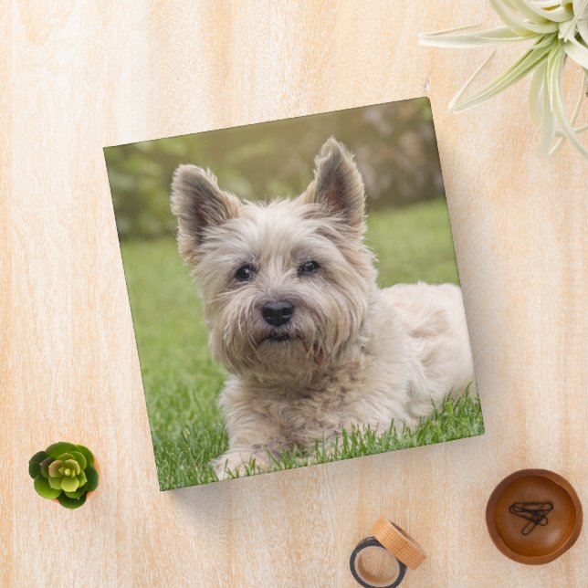 Classeur Animaux de bébés cutest | Cairn Terrier Dog (In Situ)