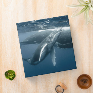 Classeur Animaux de bébés cutest   Calf de baleine à bosse
